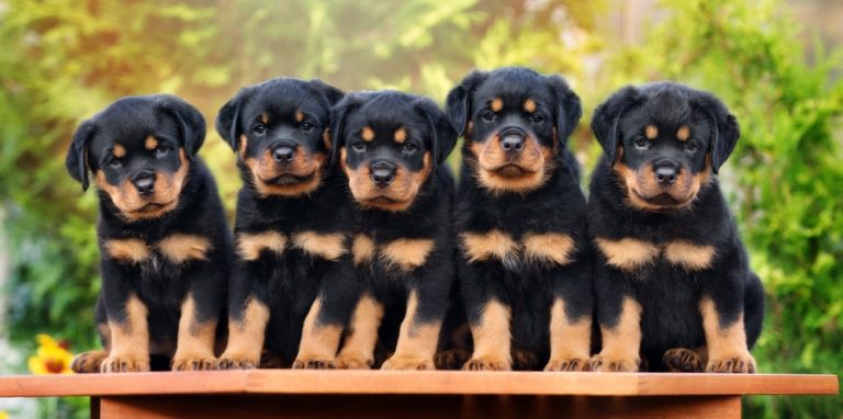 Rottweiler Growth Chart (Weight Chart & Size Chart) – When Do Rottweilers Stop Growing