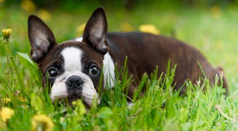 Boston Terrier Growth Chart (Weight Chart) – When Do Boston Terriers Stop Growing