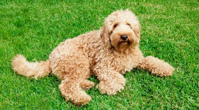Labradoodle Growth Chart – Weight & Size Chart
