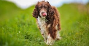 Springer Spaniel Weight Chart